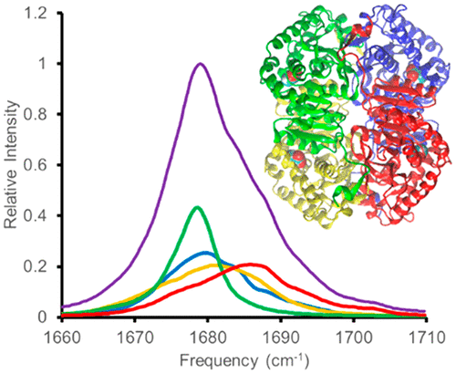 different absorption peaks in the CO stretch region of the Michaelis complex