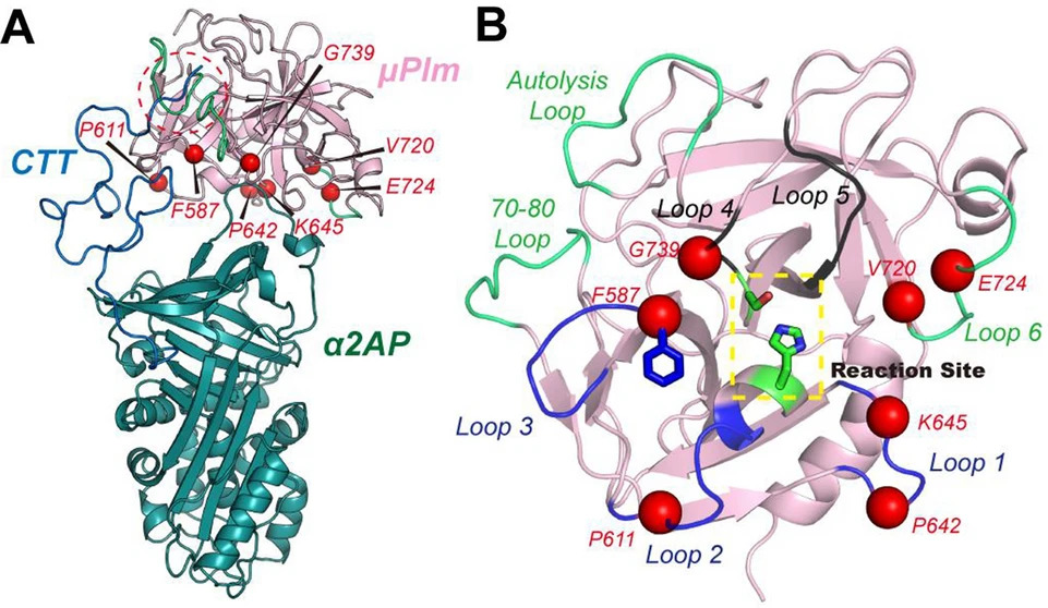 Distinct mutational effects mapping onto the interface