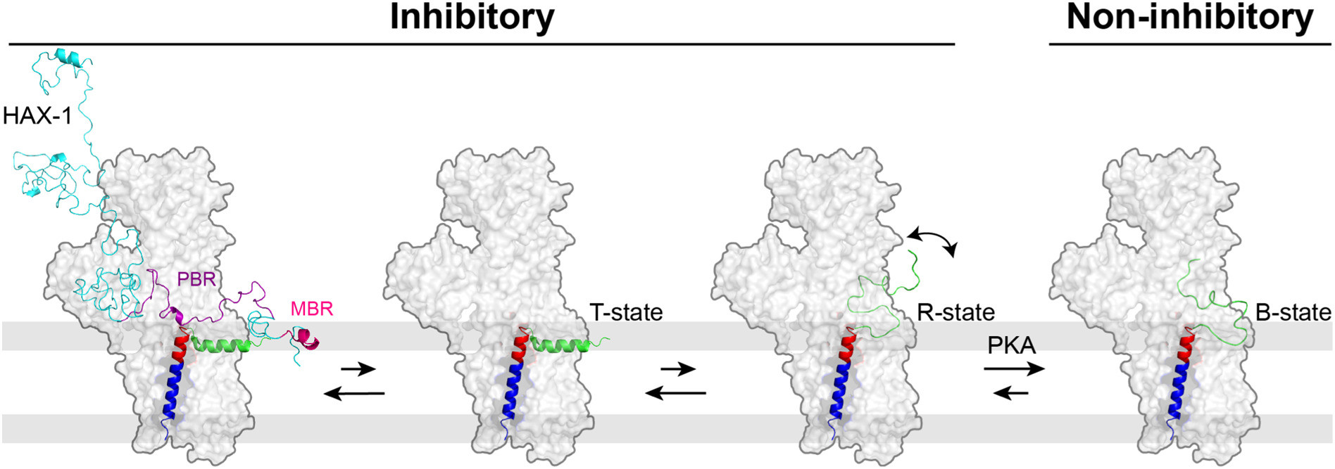 Proposed mechanism for HAX-1 synergistic inhibition of SERCA with PLN