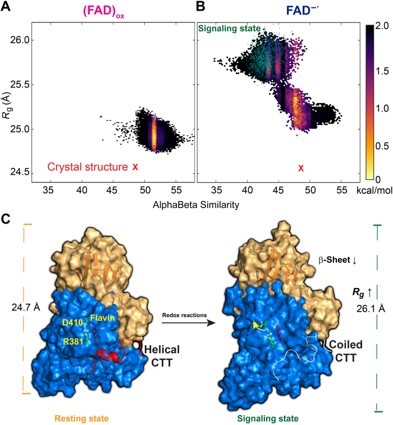 Computed free energy landscape for the conformational transition of CTT and schematic model of dCRY activation