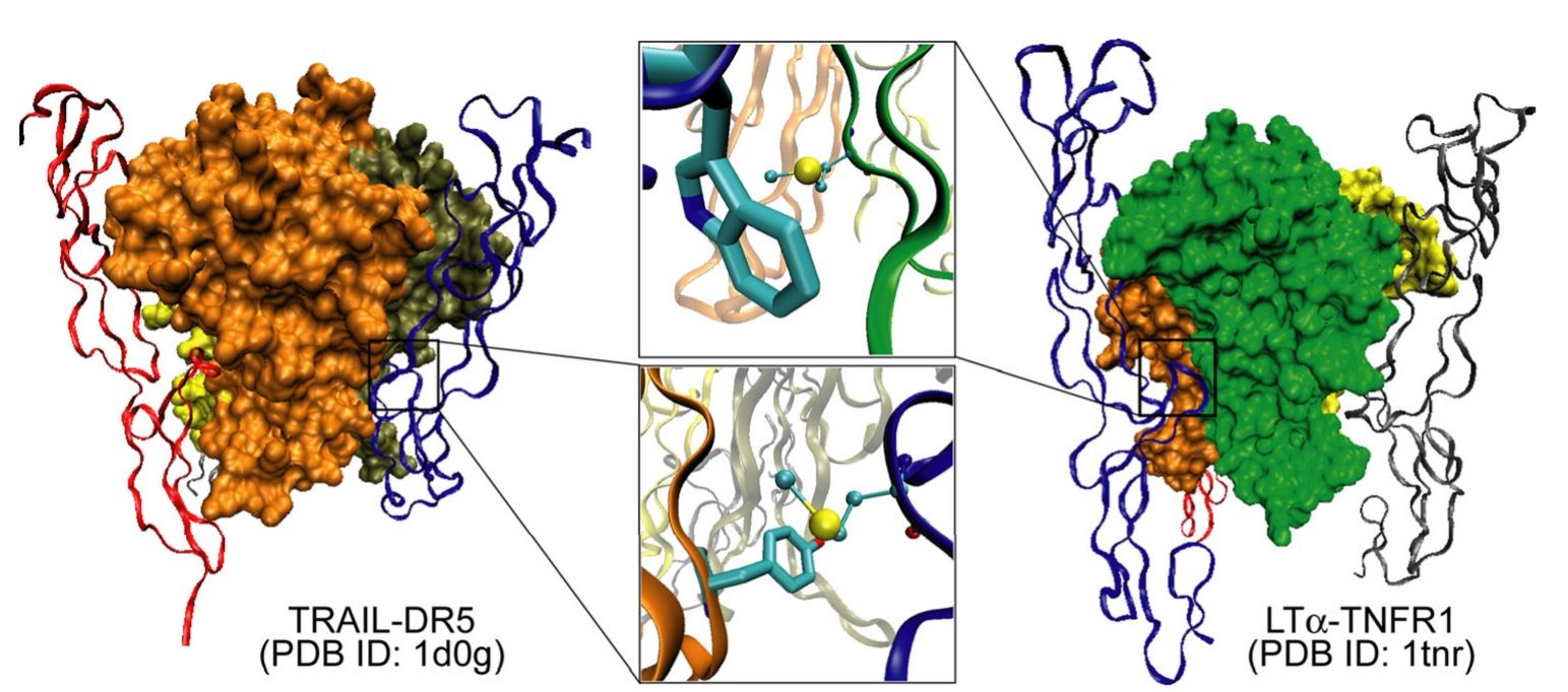 stabilizing prot structure